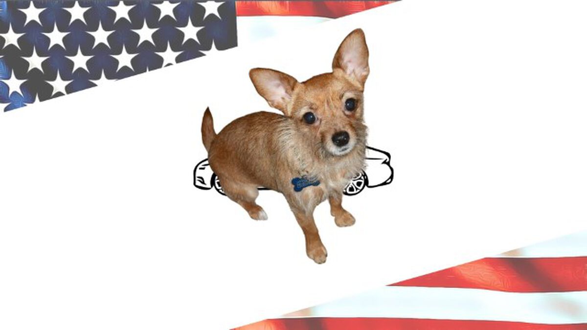 American Underdog image number null